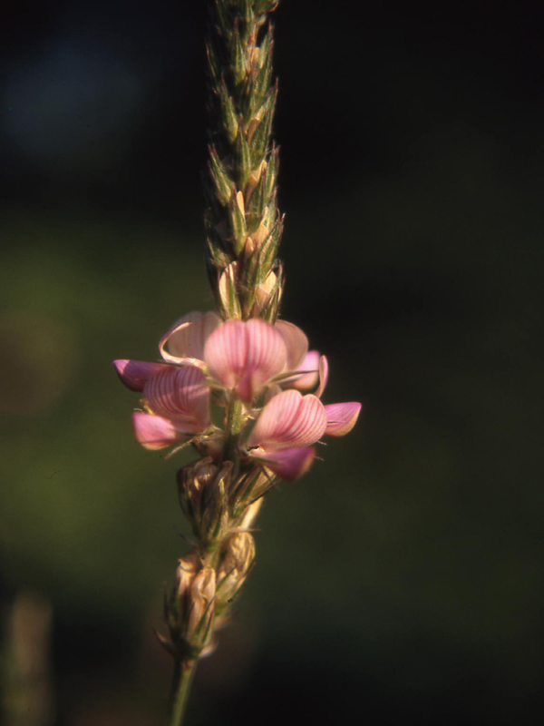 Onobrychis arenaria / Lupinella dei colli